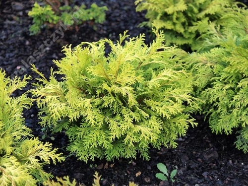 Chamaecyparis lawsoniana 'Mini Nova' 