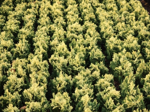 Chamaecyparis lawsoniana 'Pygmaea Argentea' 