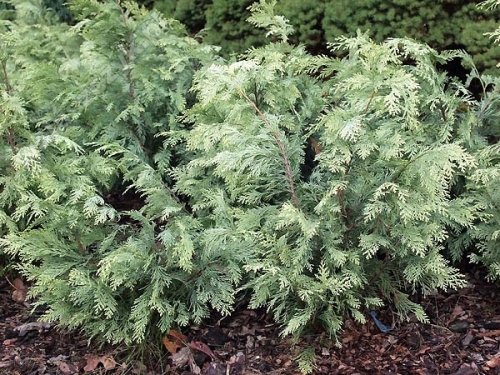 Chamaecyparis lawsoniana 'Summer Snow' 