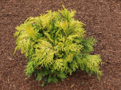 Chamaecyparis obtusa 'Kerdalo' 