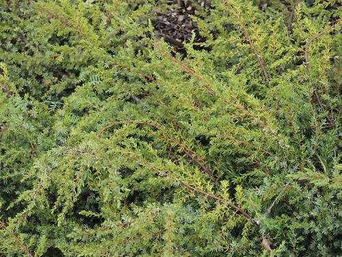 Juniperus communis 'Hornibrookii Gold' 