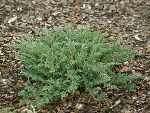 Juniperus horizontalis 'Prince of Wales' 