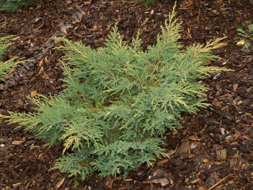 Juniperus x media 'Goldkissen' 