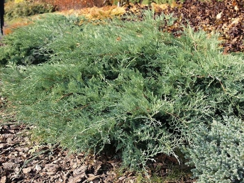 Juniperus virginiana 'Grey Owl' 