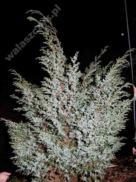 Juniperus chinensis 'Blue Alps' 