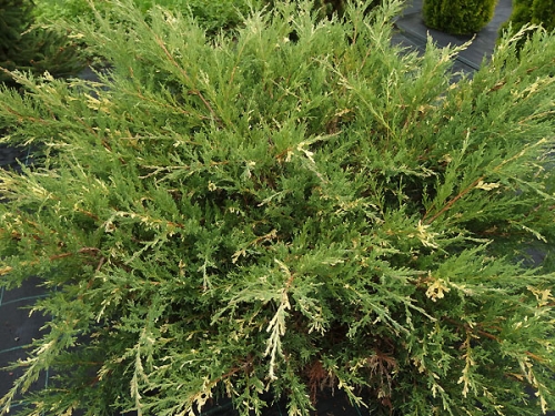 Juniperus chinensis 'Izabelin' 