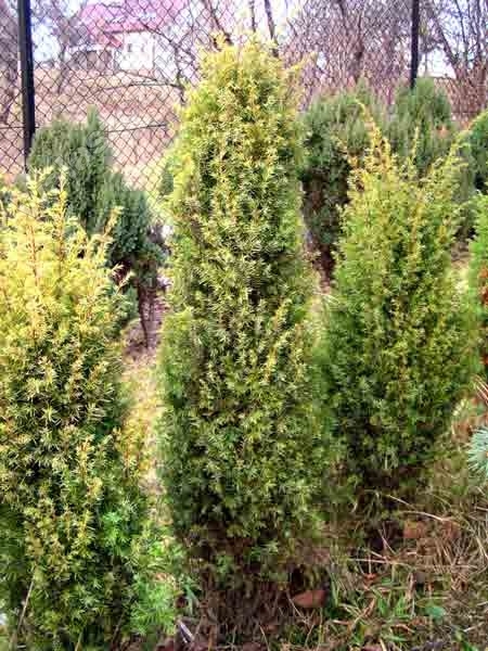 Juniperus communis 'Gold Cone' 