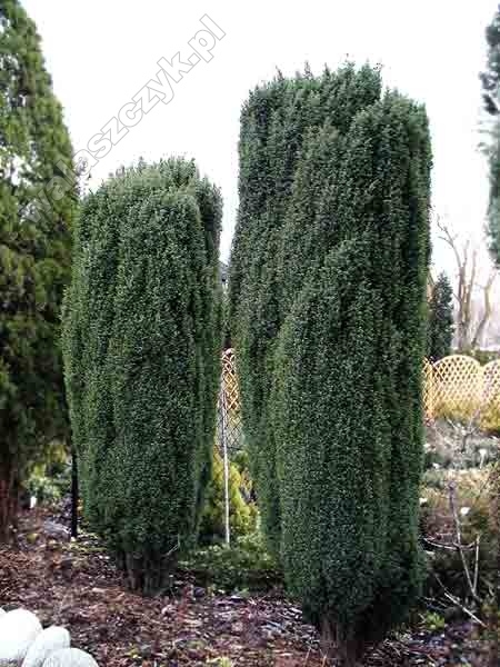 Juniperus communis 'Hibernica' 