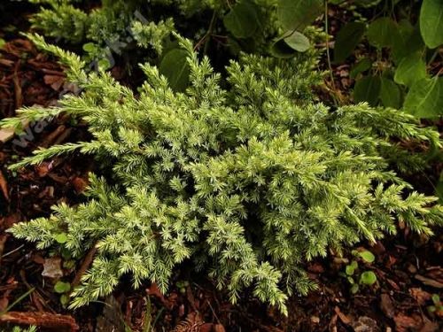 Juniperus squamata 'Dream Joy' 