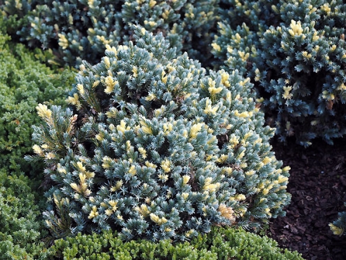 Juniperus squamata 'Floreant' 