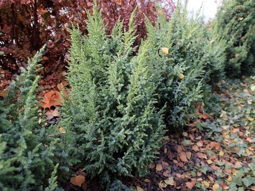 Juniperus squamata 'Loderi' 