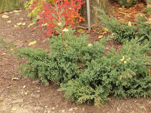 Juniperus davurica 'Avasi' 