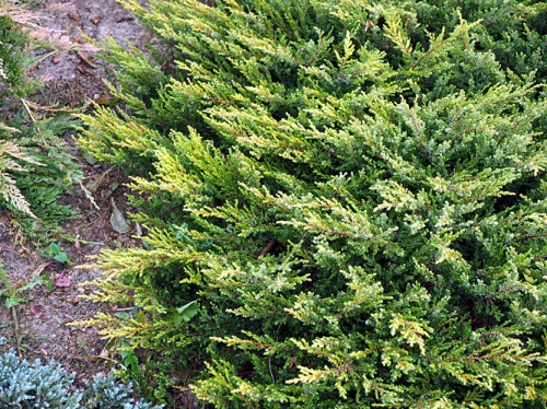 Juniperus communis 'Goldschatz' 