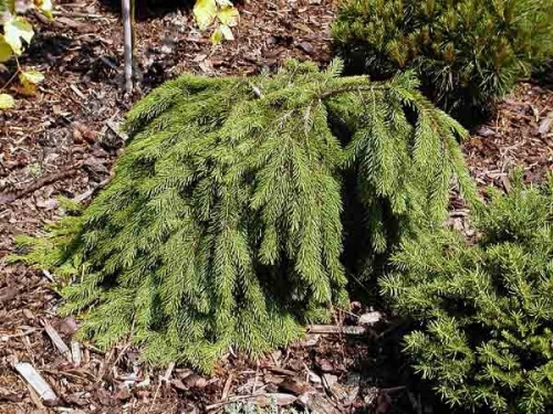 Picea abies 'Formanek' Pa