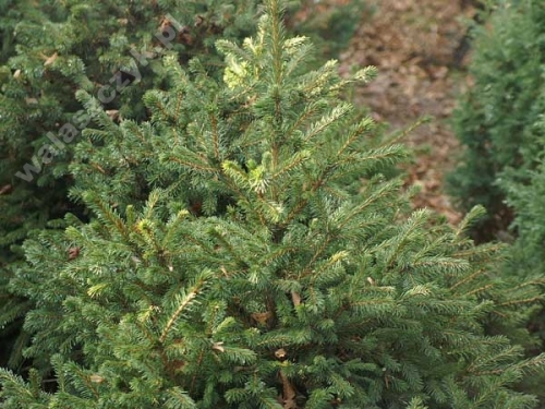 Picea abies 'Maxwellii' 