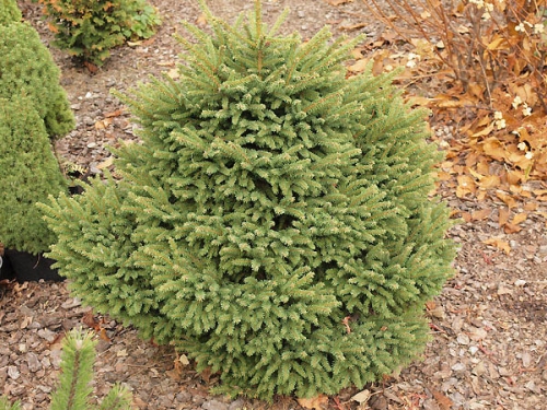 Picea abies 'Luua Pärl' 