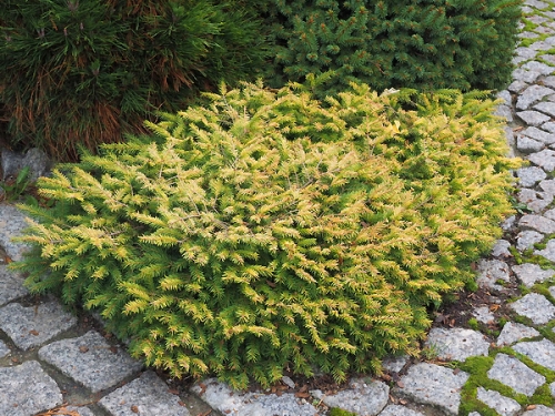 Picea abies 'Vermont Gold' 
