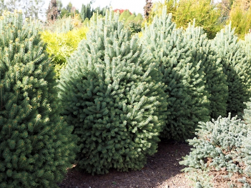 Picea glauca 'Pyramidalis Compacta' 