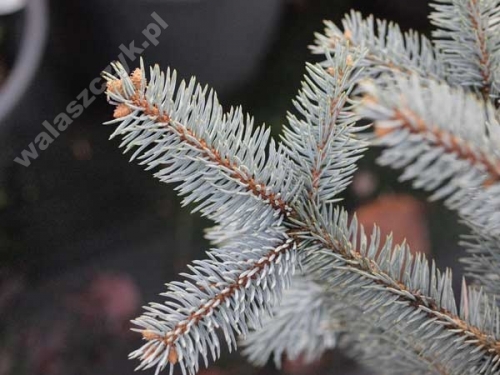 Picea pungens 'Hoopsii' 