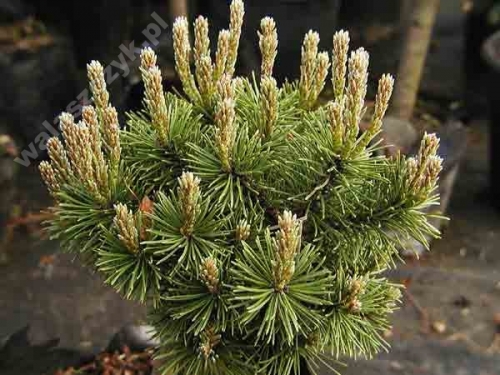 Pinus mugo 'Mops' Pa