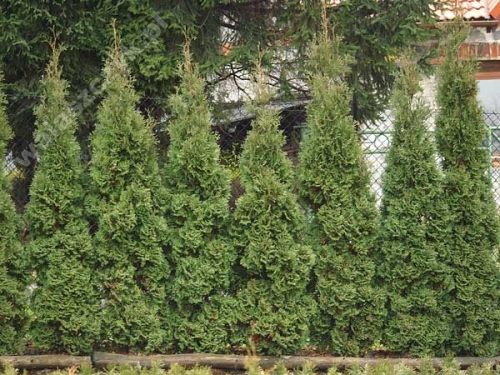 Thuja occidentalis 'Pyramidalis Compacta' 