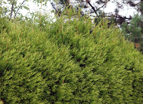 Thuja occidentalis 'Waxen' 