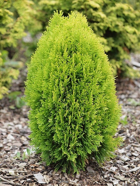 Thuja orientalis (Platycladus orientalis) 'Morgan' 