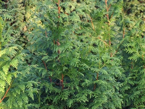 Thuja plicata 'Dura' 