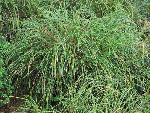 Thuja plicata 'Whipcord' 