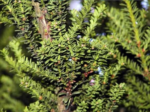 Taxus baccata 'Amersfoort' 
