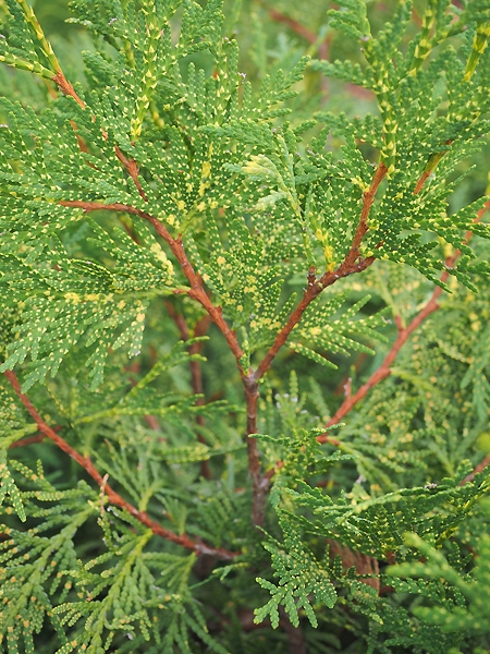 Thuja occidentalis 'Perk Vlaanderen' 