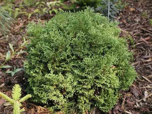 Thuja occidentalis 'Tiny Tim' 