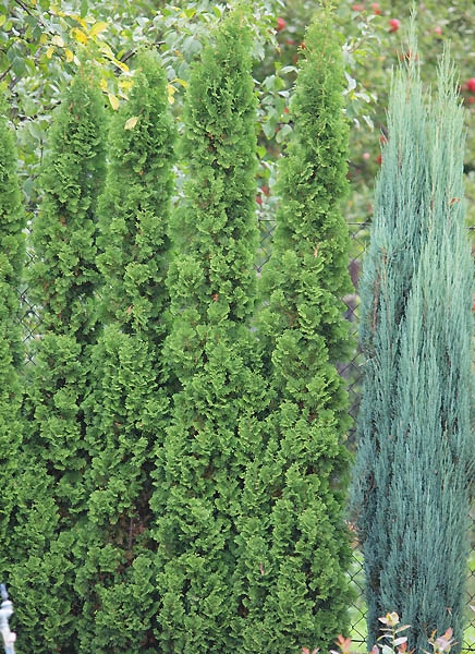 Thuja occidentalis 'Degroot's Spire'