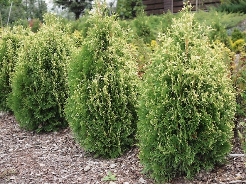 Thuja occidentalis 'Ania' 