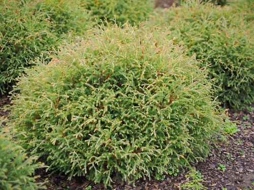 Thuja occidentalis 'Mr. Bowling Ball' 