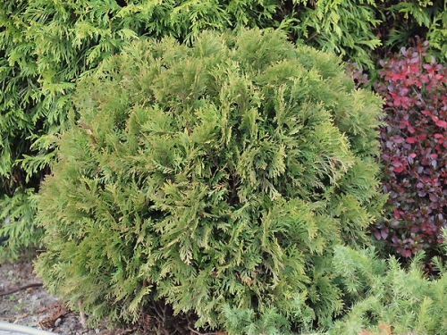 Thuja occidentalis 'Danica' 