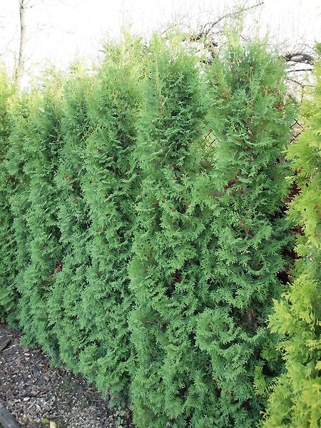 Thuja occidentalis 'Flevoland' 