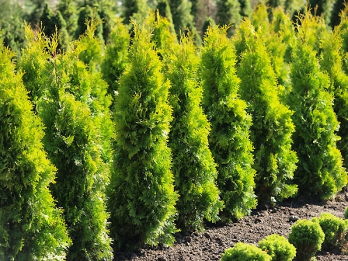 Thuja occidentalis 'Jantar '®