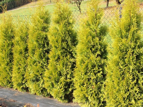 Thuja occidentalis 'Salland' 