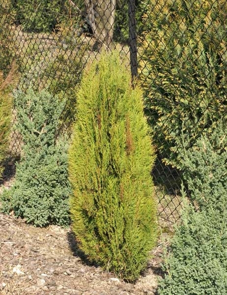 Thuja orientalis (Platycladus orientalis) 'Justynka' 