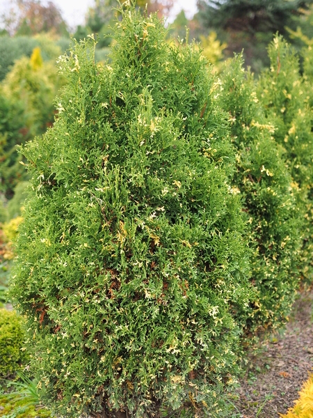 Thuja occidentalis 'Konfetti' 