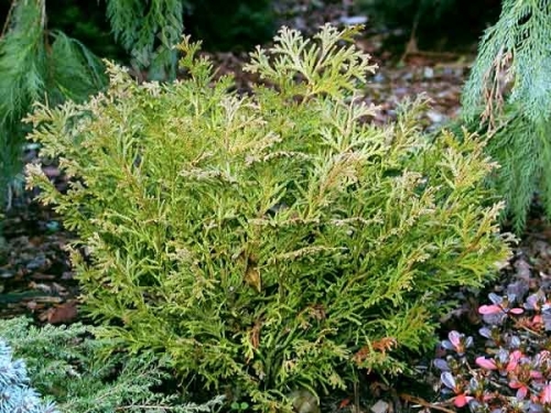 Thujopsis dolobrata 'Nana' 
