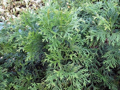 Thujopsis dolobrata