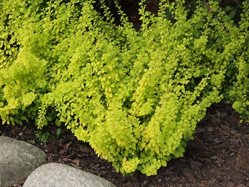 Berberis thunbergii 'Aurea' 