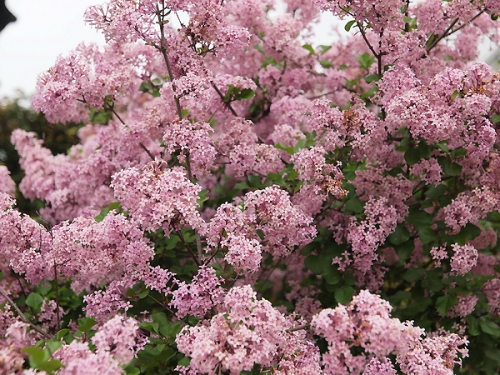 Syringa meyeri 'Palibin' 