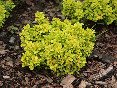 Berberis thunbergii 'Golden Zwerg' 