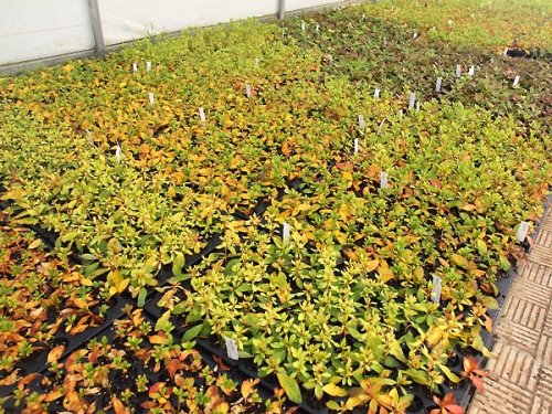 Ukorzeniane sadzonki azalii