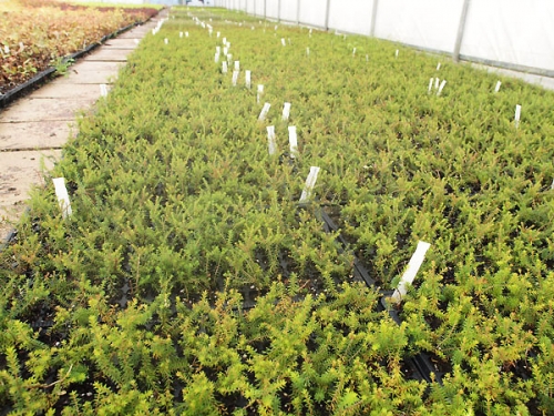 Ukorzeniane sadzonki wrzośców