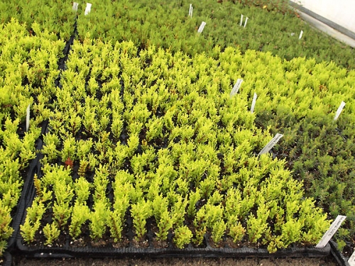 Ukorzeniane sadzonki wrzosów