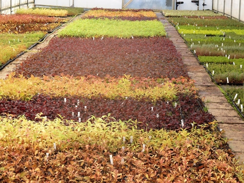 Ukorzeniane sadzonki liściaste